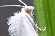 White Rush Moth (Tipanaea patulella)